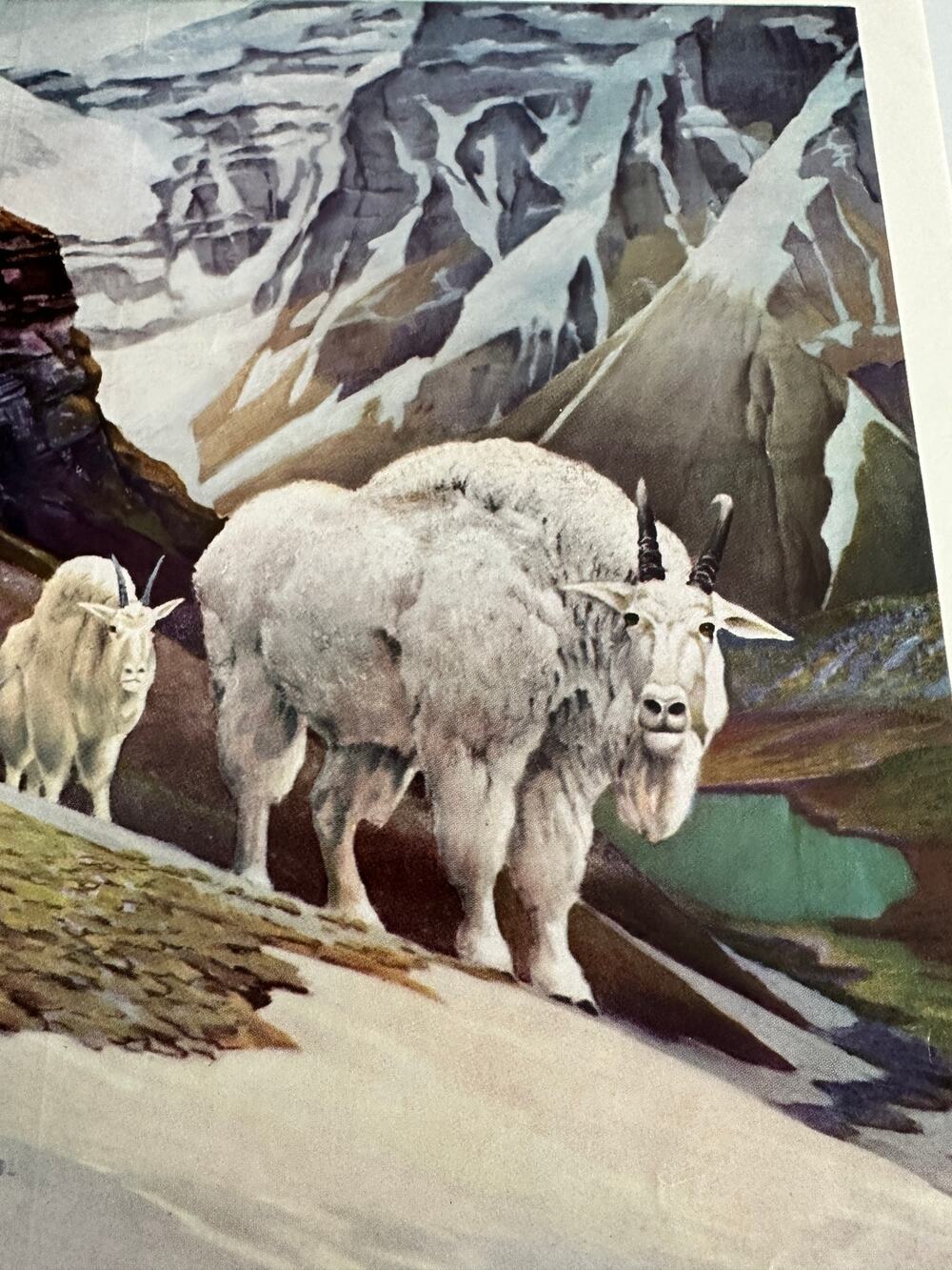 Mountain Goat by Francis Lee Jaques Wildlife Bookplate Art Print ~ 260509-WH 173